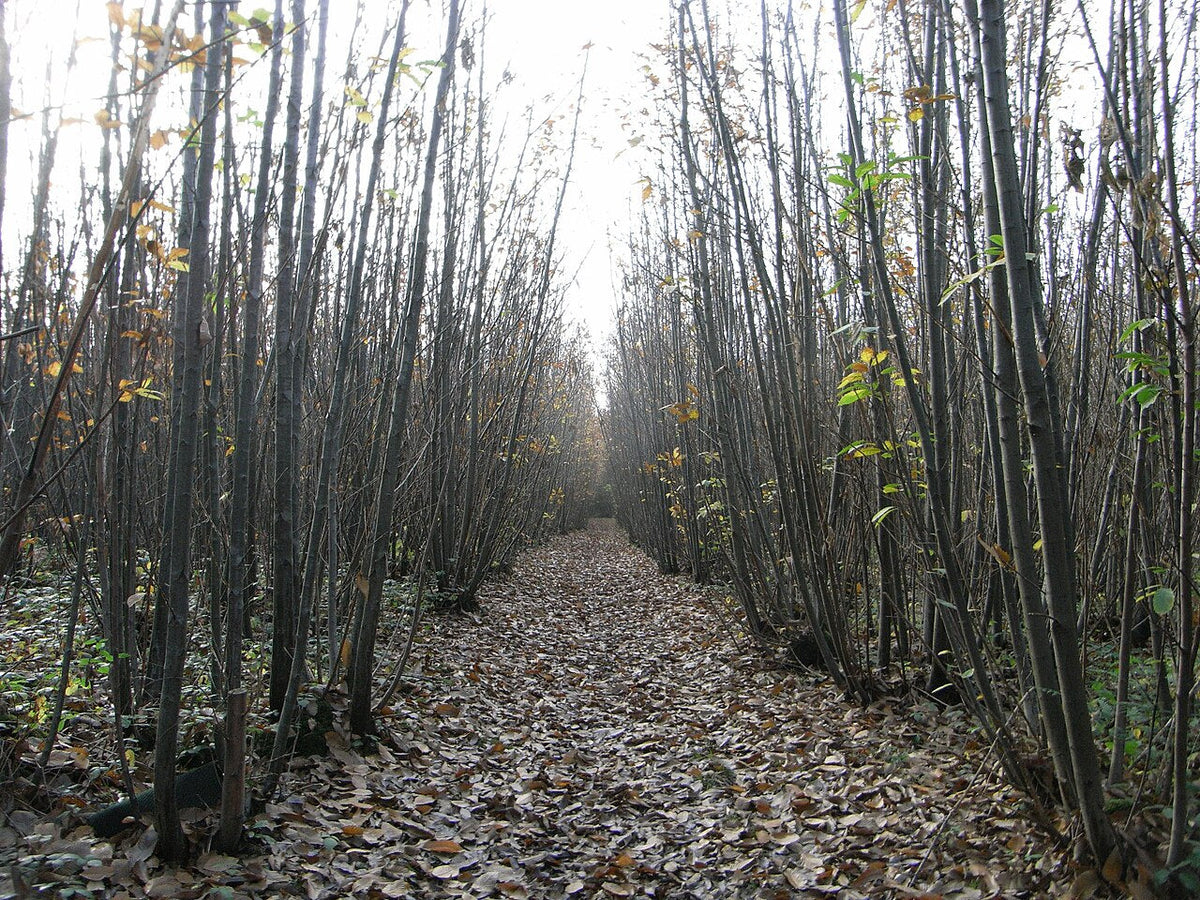 An autumn woodland path between chestnut trees, covered in fallen leaves.